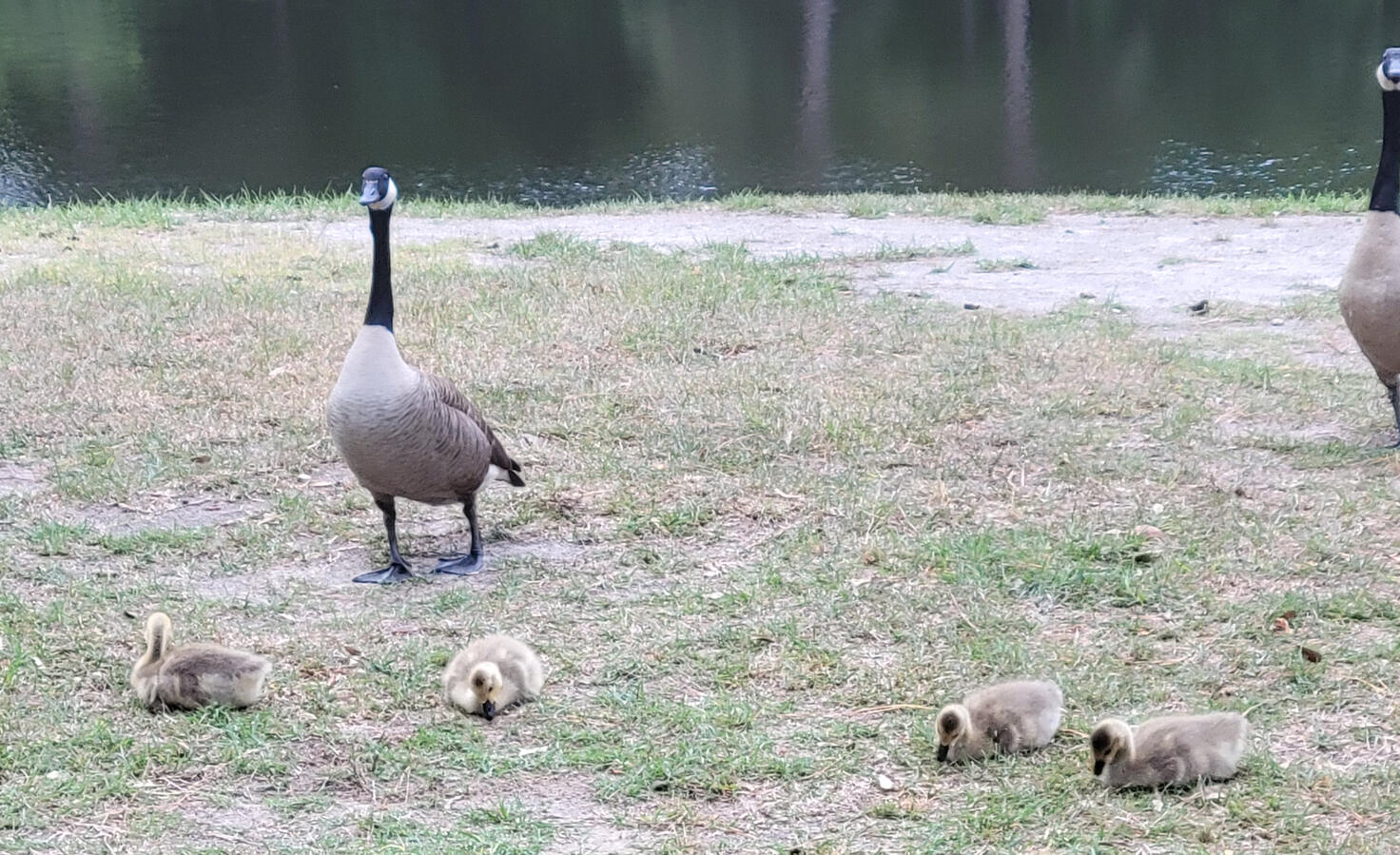 Geese babies Geese babies
