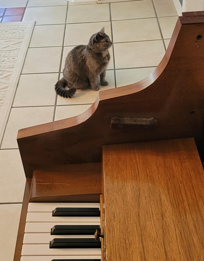 small cat small cat
