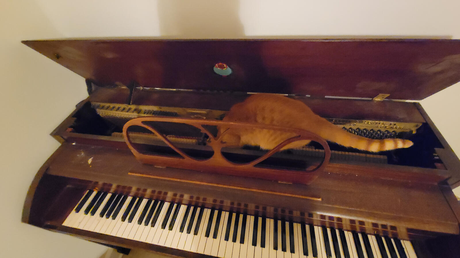 Oranges doing some regulation