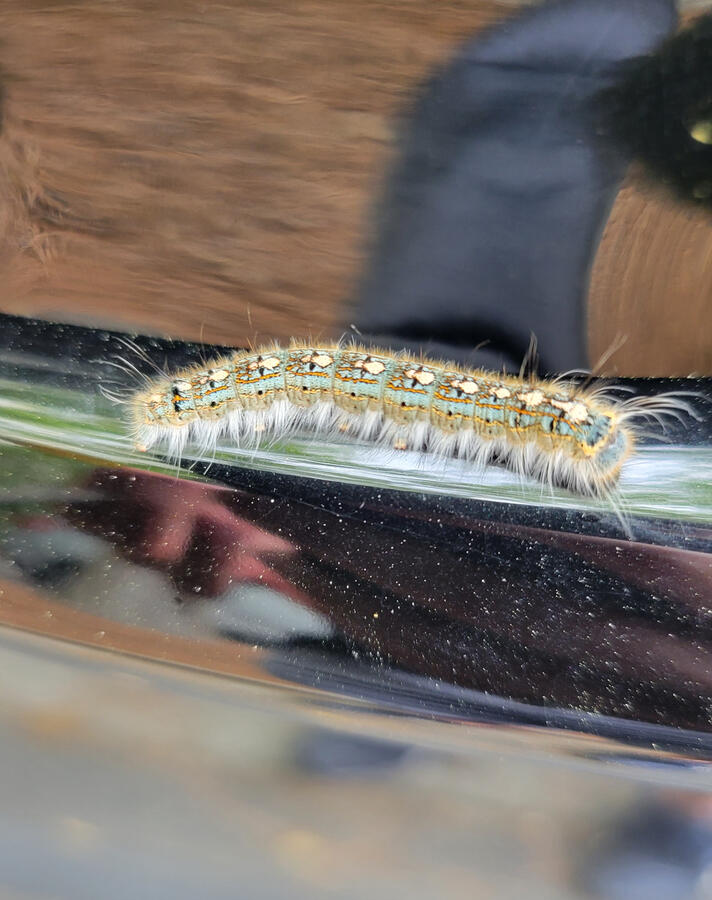 Forest Tent Caterpillar Forest Tent Caterpillar