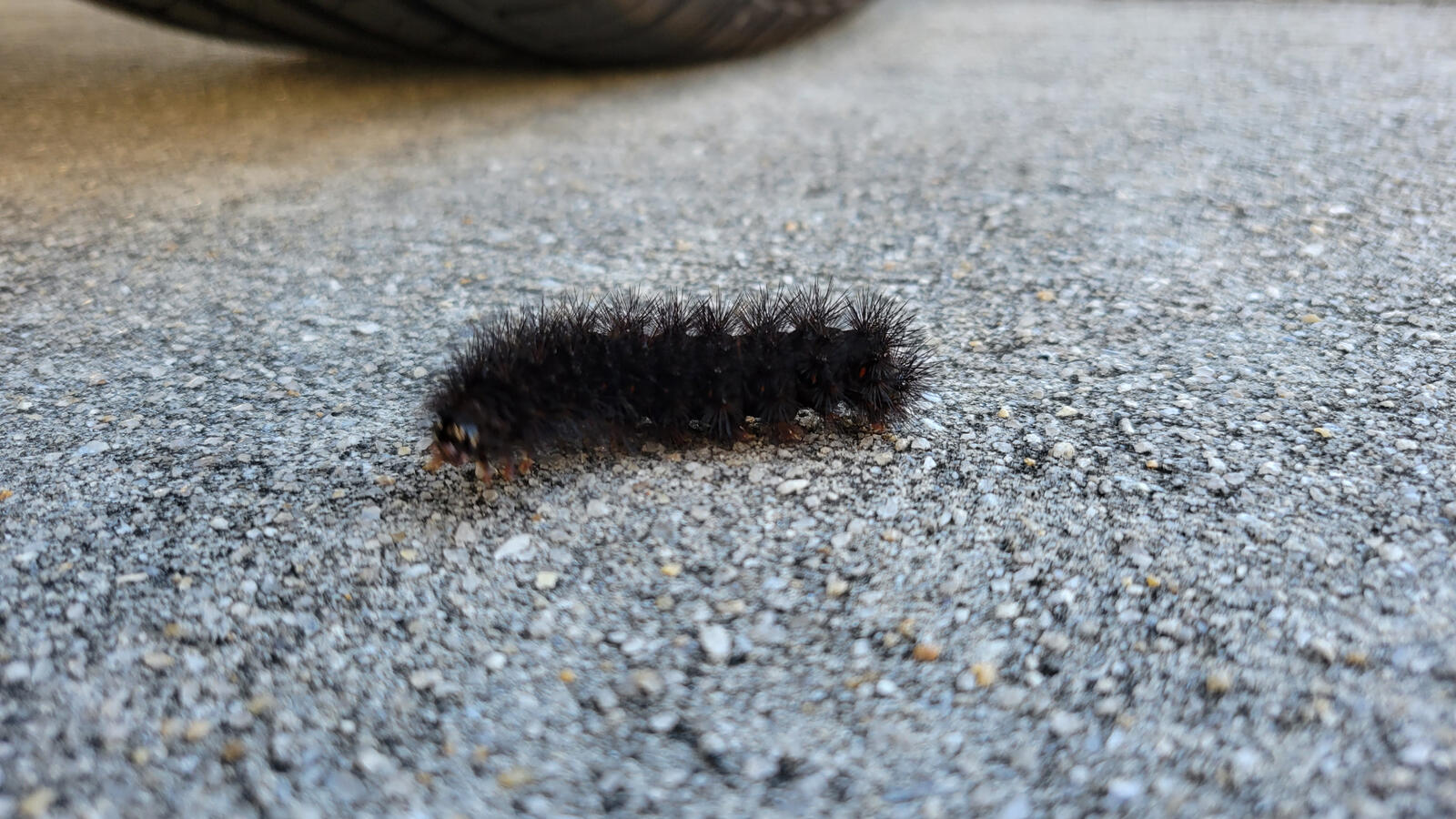Wildlife Wildlife