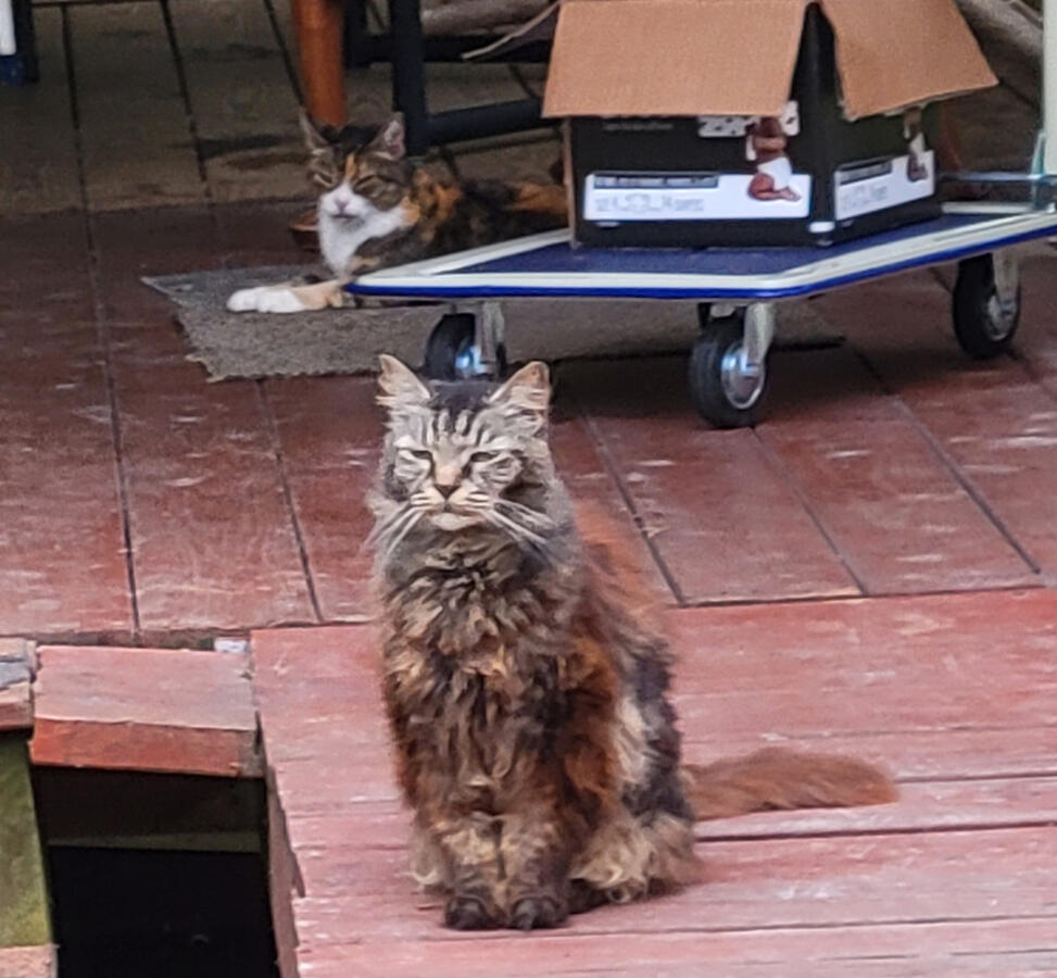 Cats Cats