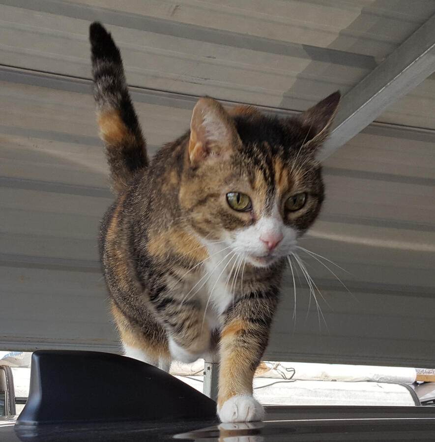 Momo likes my car Momo likes my car