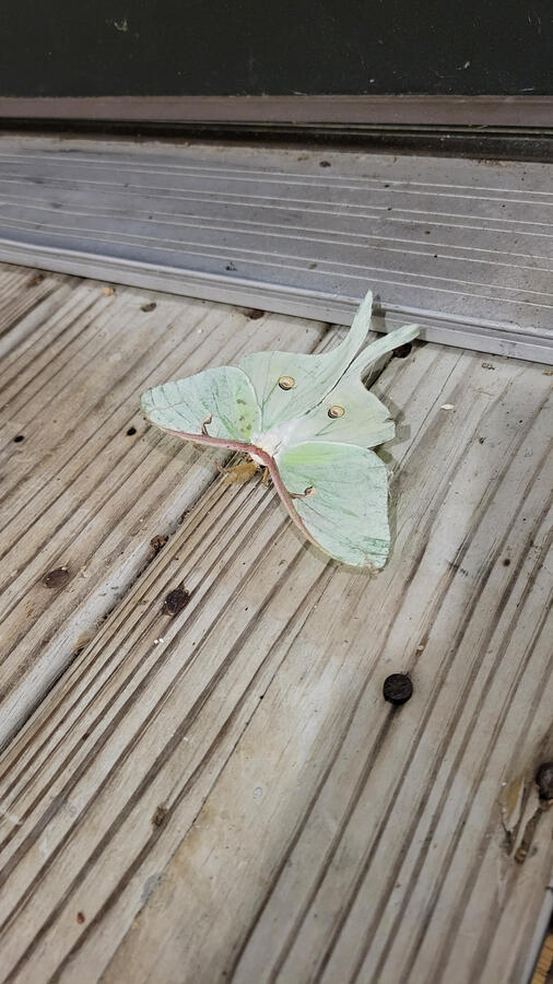 Wildlife Wildlife